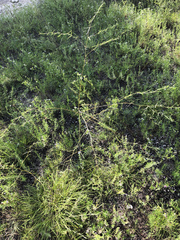 Pediomelum linearifolium