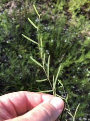 Pediomelum linearifolium