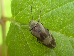 Araeopidius monachus