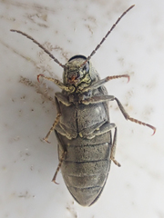 Araeopidius monachus