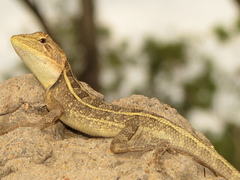 Diporiphora australis