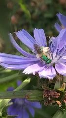 Agapostemon
