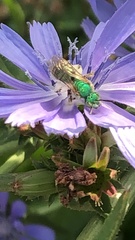 Agapostemon