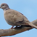 photo of Eurasian Collared-dove (Streptopelia decaocto)