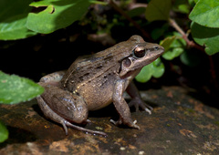 Leptodactylus fuscus