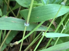 Dichanthelium microcarpon
