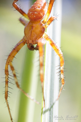 Araneus alsine