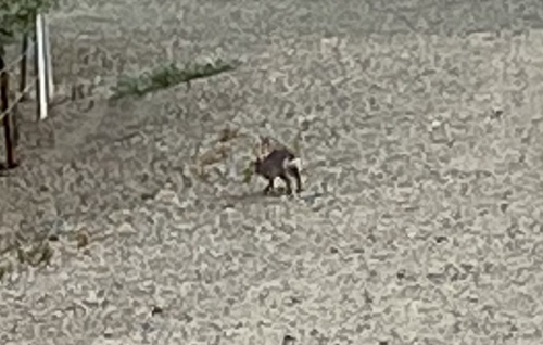 iNaturalist observation photo of Desert Cottontail