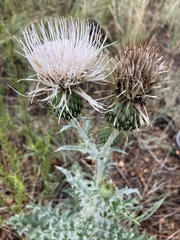 Cirsium canescens