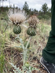 Cirsium canescens