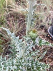 Cirsium canescens