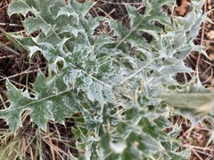 Cirsium canescens
