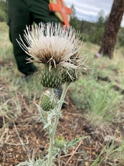 Cirsium canescens