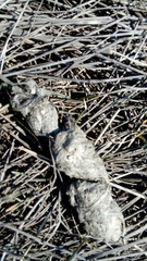 Canis lupus italicus