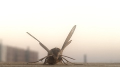 Theretra oldenlandiae