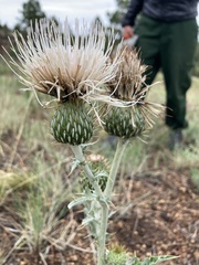 Cirsium canescens