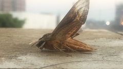 Theretra oldenlandiae