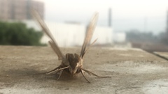 Theretra oldenlandiae