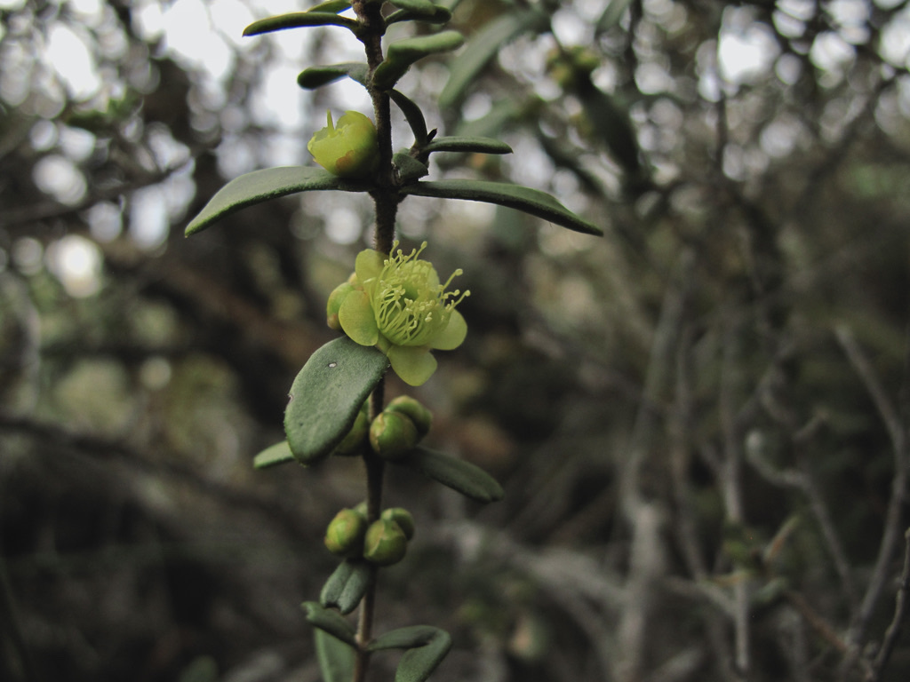 yellow myrtle