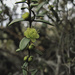 Yellow Myrtle - Photo (c) bonnie4plants, some rights reserved (CC BY-NC)