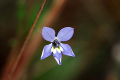 Lobelia stenophylla