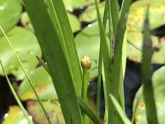 Xyris difformis