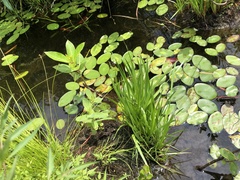 Xyris difformis