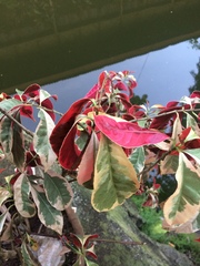 Excoecaria cochinchinensis