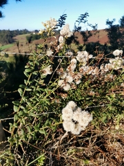 Baccharis racemosa