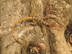 Diporiphora carpentariensis