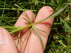 Bracteolatae