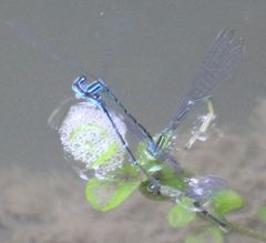 Enallagma exsulans