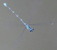 Enallagma exsulans
