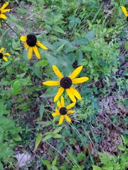 Callilepis laureola