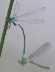 Enallagma exsulans