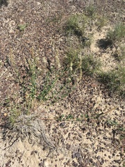Dalea candida oligophylla