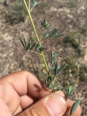 Dalea candida oligophylla