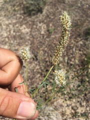 Dalea candida oligophylla
