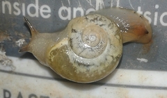 Sheldonia