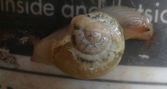 Sheldonia