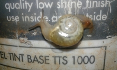 Sheldonia