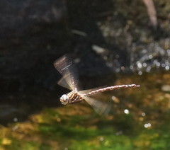 Austroaeschna unicornis