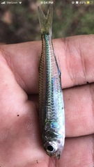 Atherinomorus stipes