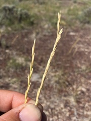Elymus lanceolatus