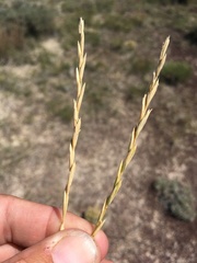 Elymus lanceolatus