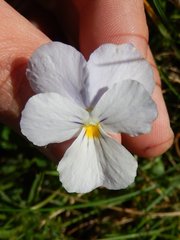 Bracteolatae