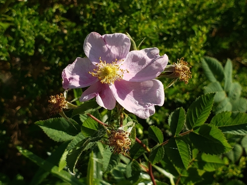 iNaturalist observation photo of California Wild Rose