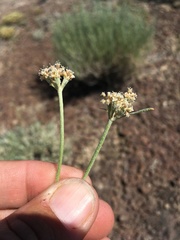 Eriogonum pauciflorum