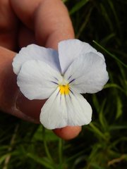 Bracteolatae