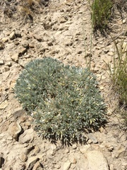 Astragalus hyalinus